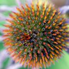 Echinacea