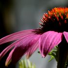 Echinacea