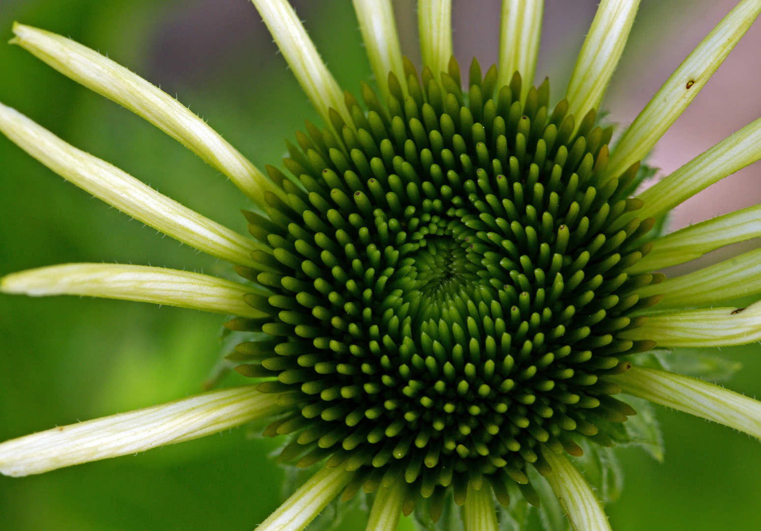 Echinacea