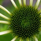 Echinacea