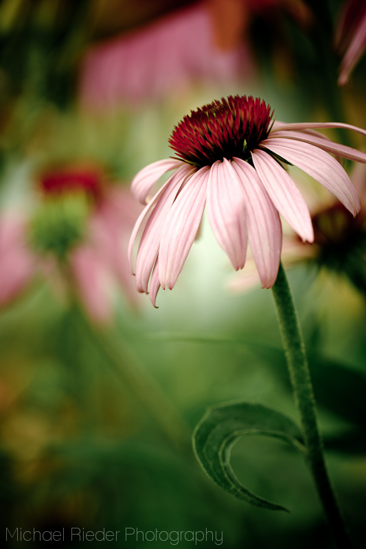 Echinacea