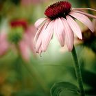 Echinacea