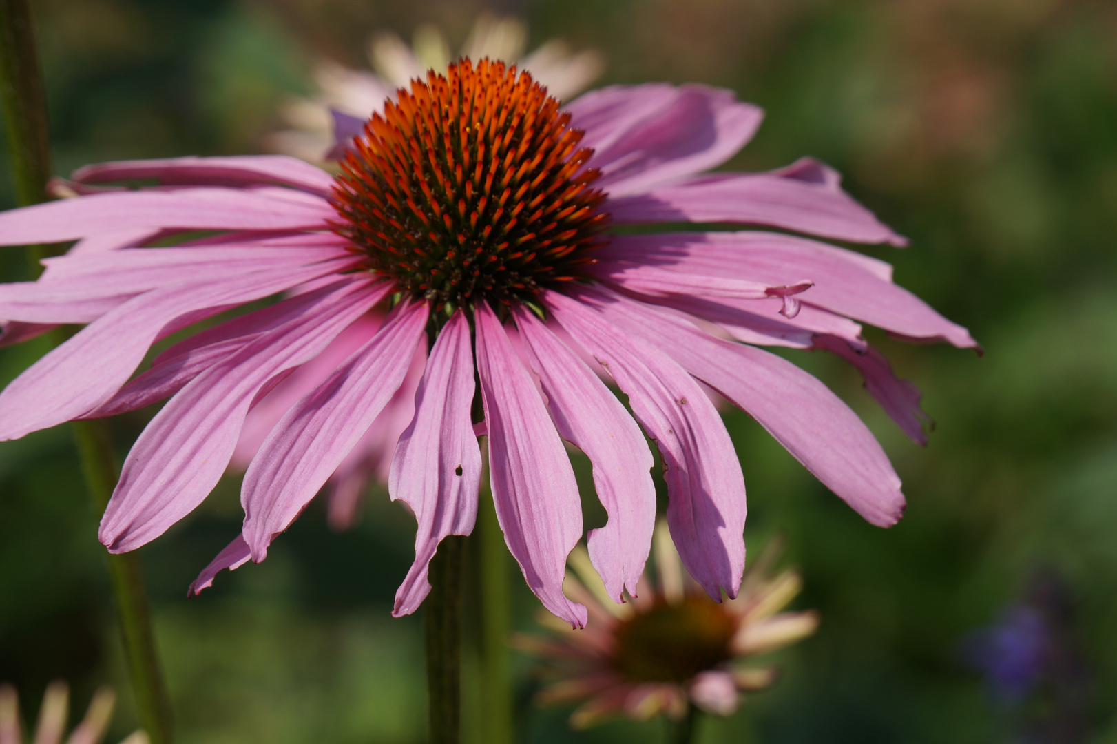 Echinacea