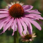 Echinacea