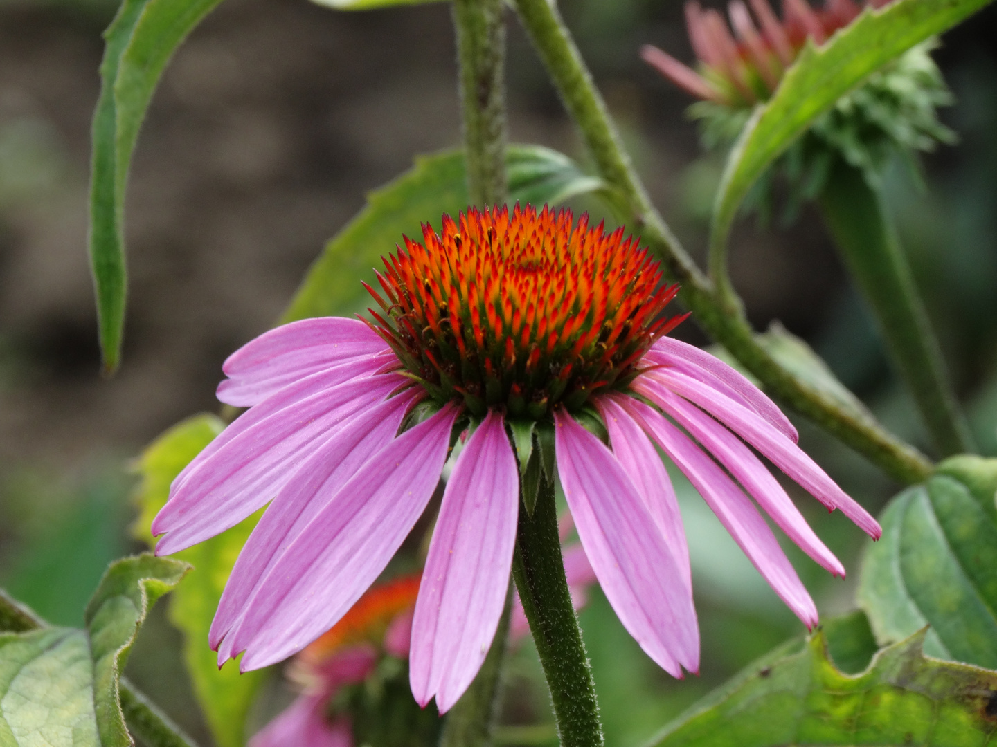 Echinacea