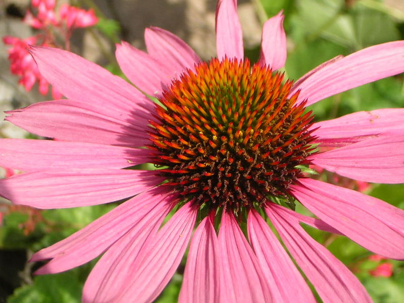 Echinacea