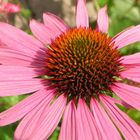 Echinacea