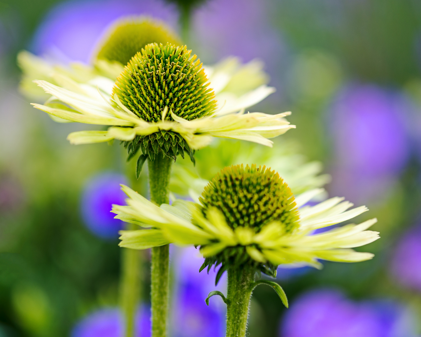 Echinacea