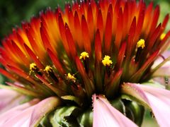 Echinacea