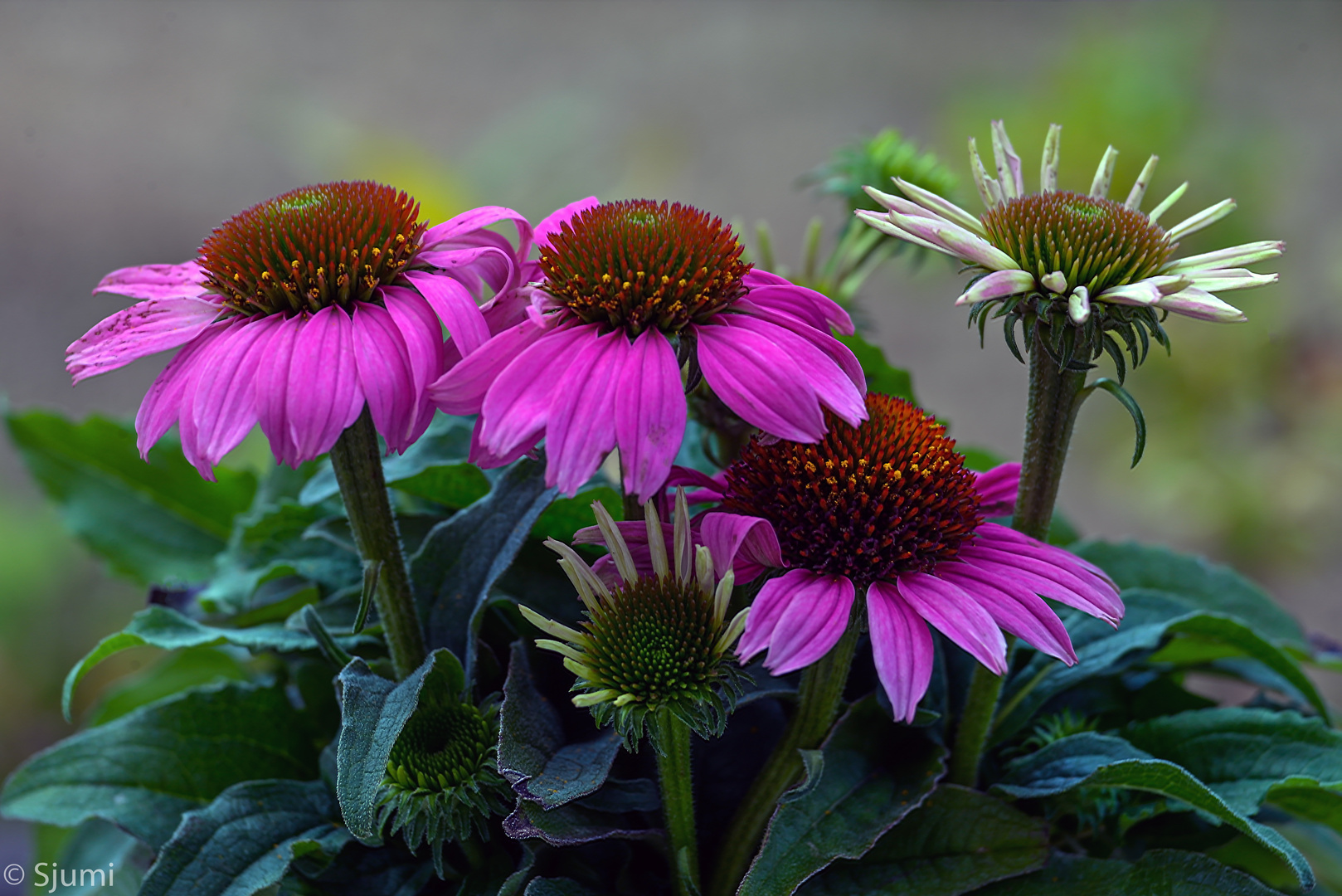 Echinacea