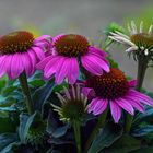 Echinacea