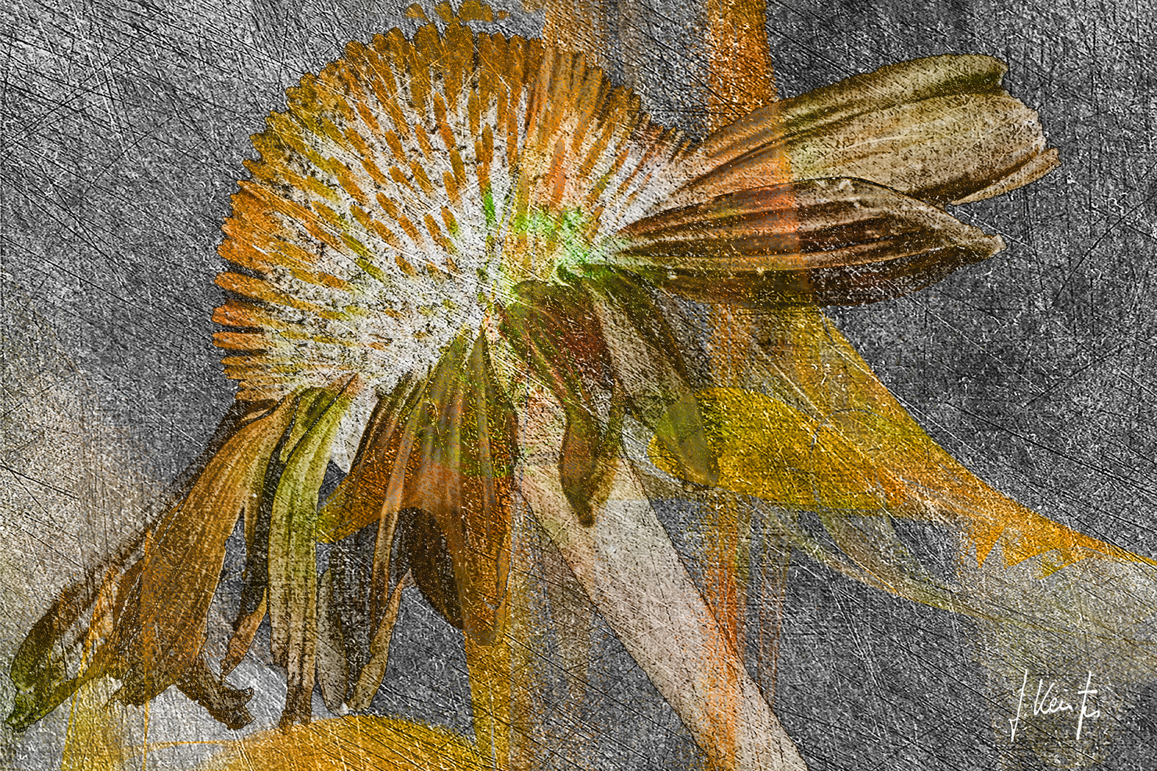 "Echinacea"