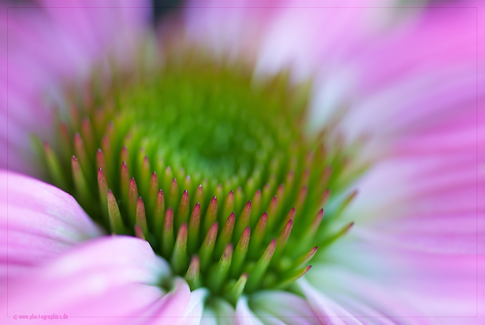 ... echinacea ...