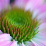 ... echinacea ...