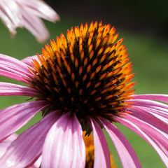 Echinacea