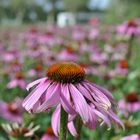 Echinacea