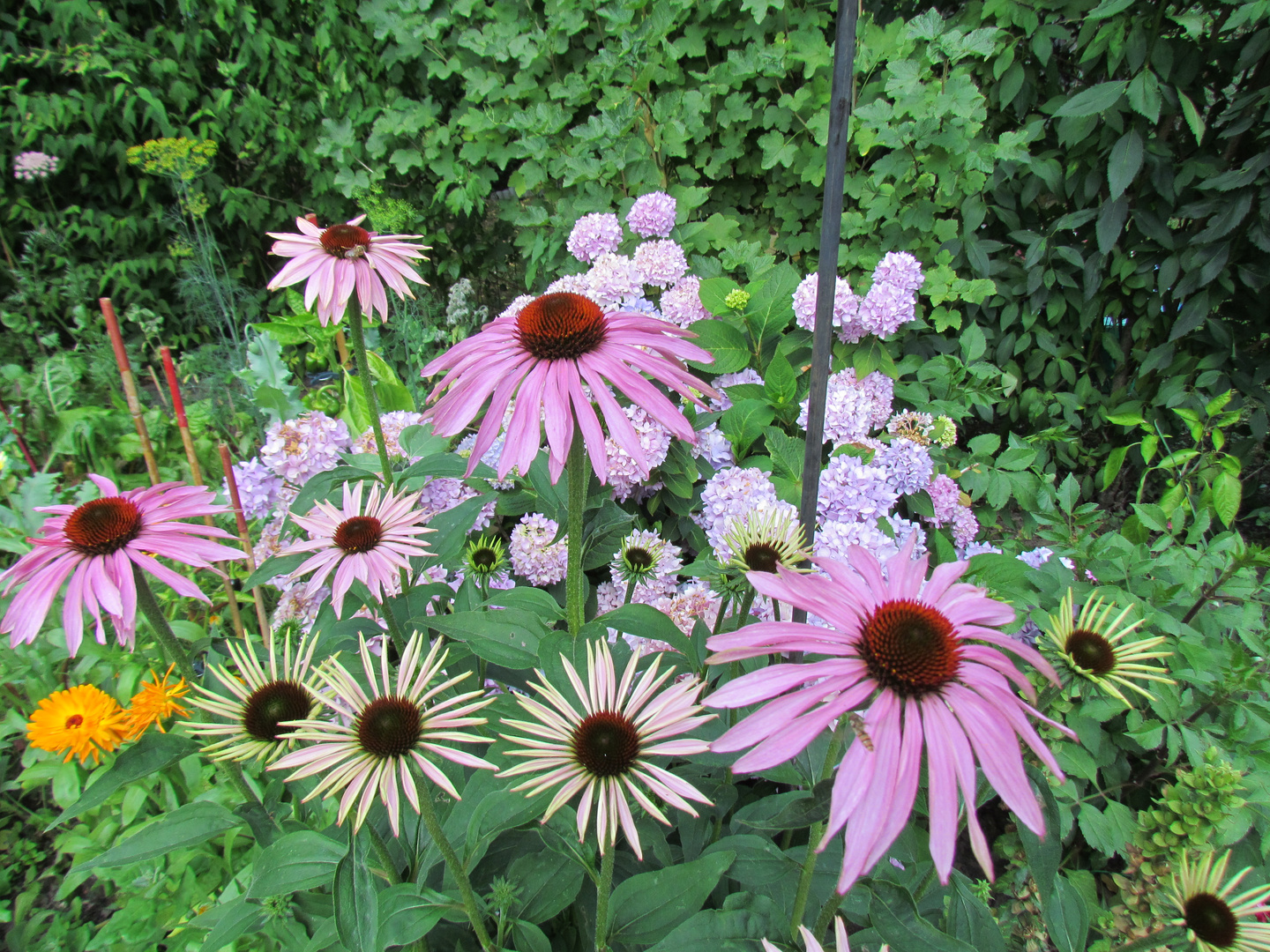 Echinacea