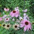 Echinacea