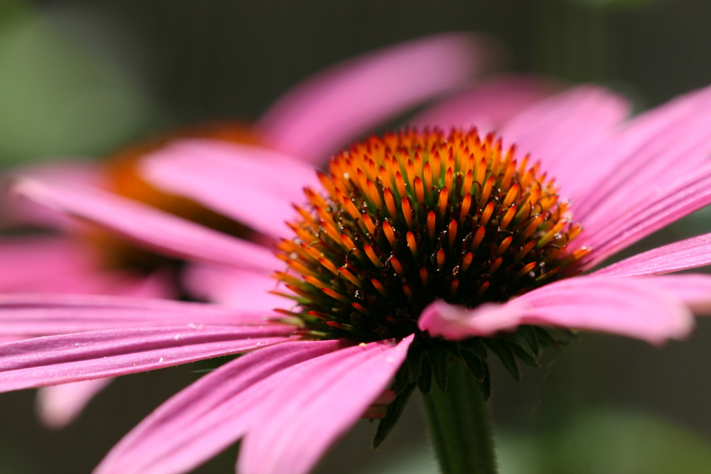 Echinacea (Echt gesund)