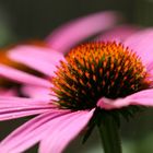 Echinacea (Echt gesund)