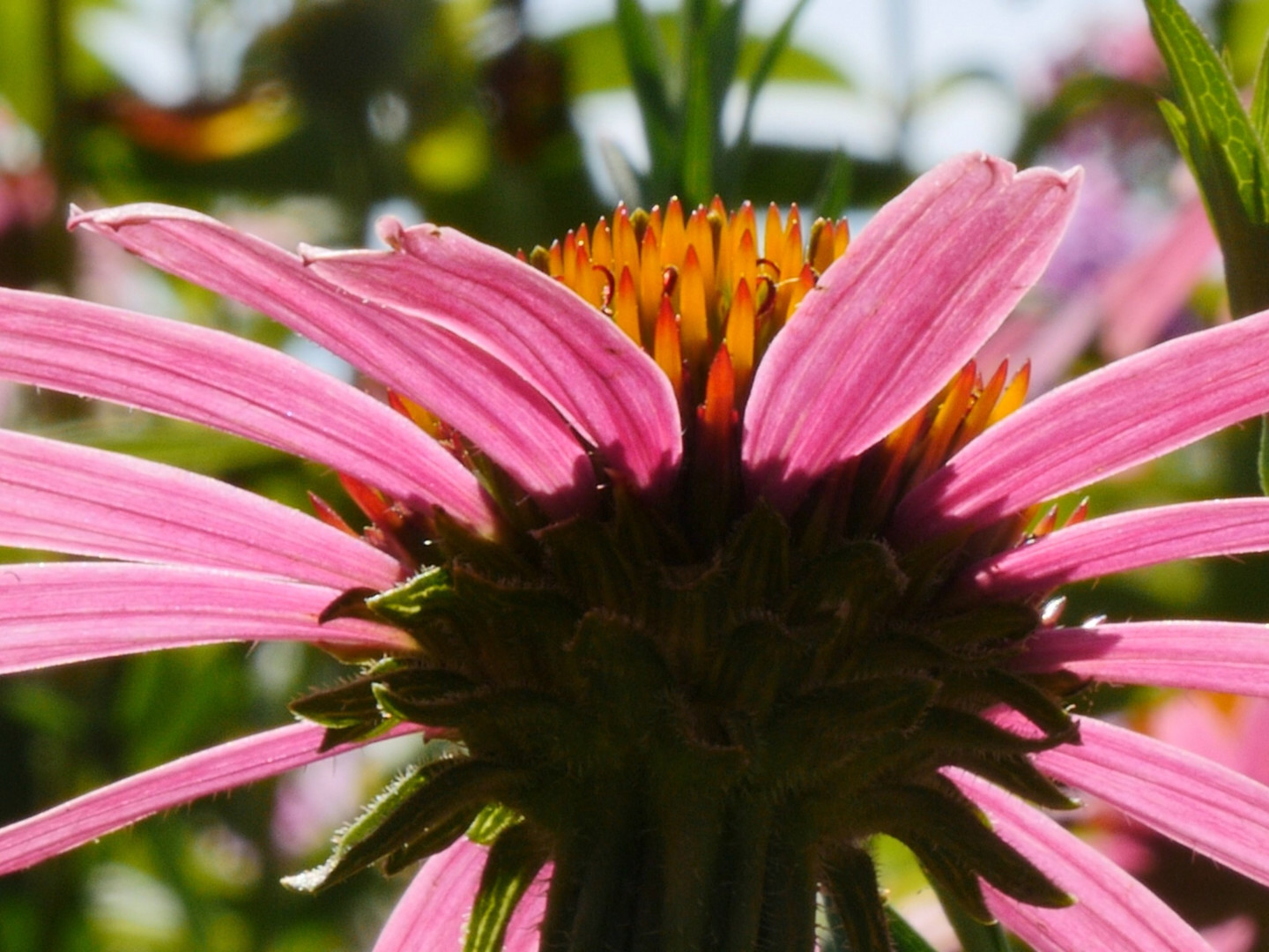 Echinacea