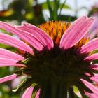 Echinacea