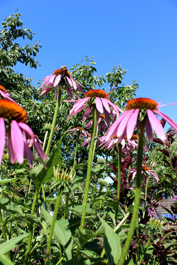 Echinacea