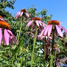 Echinacea