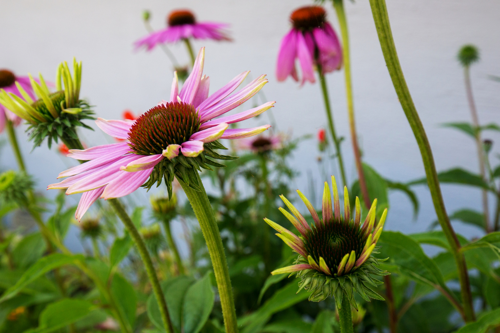 Echinacea