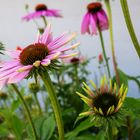 Echinacea