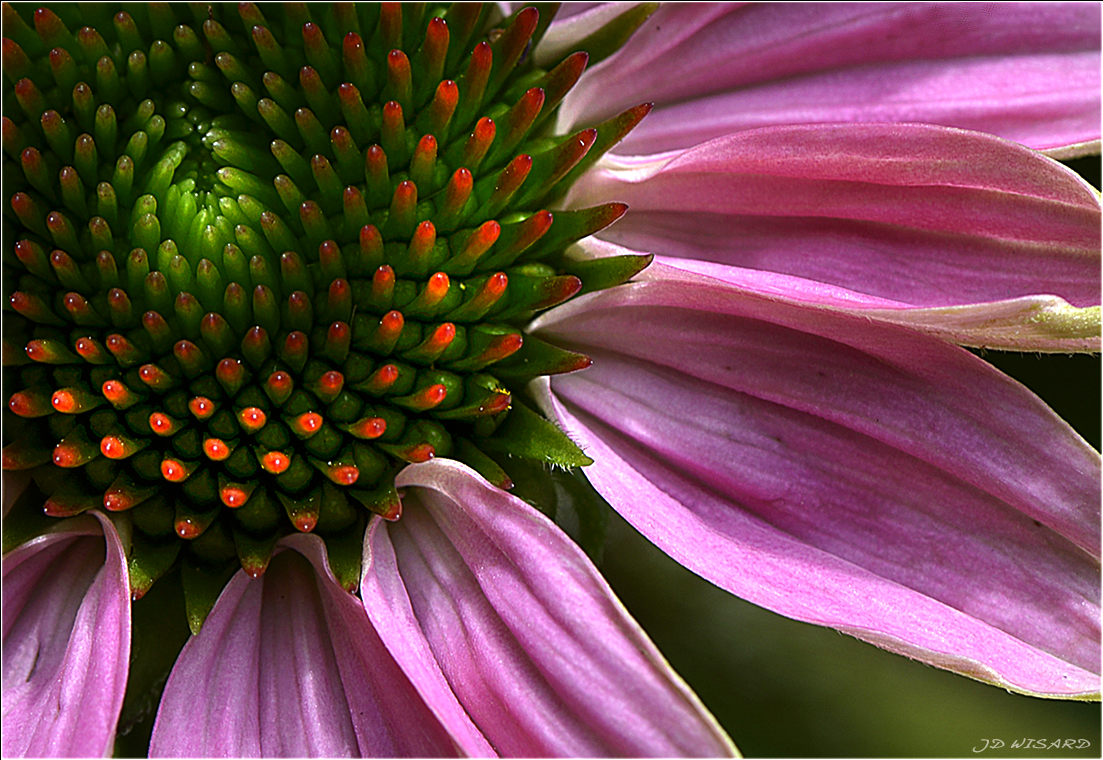 ....Echinacea...