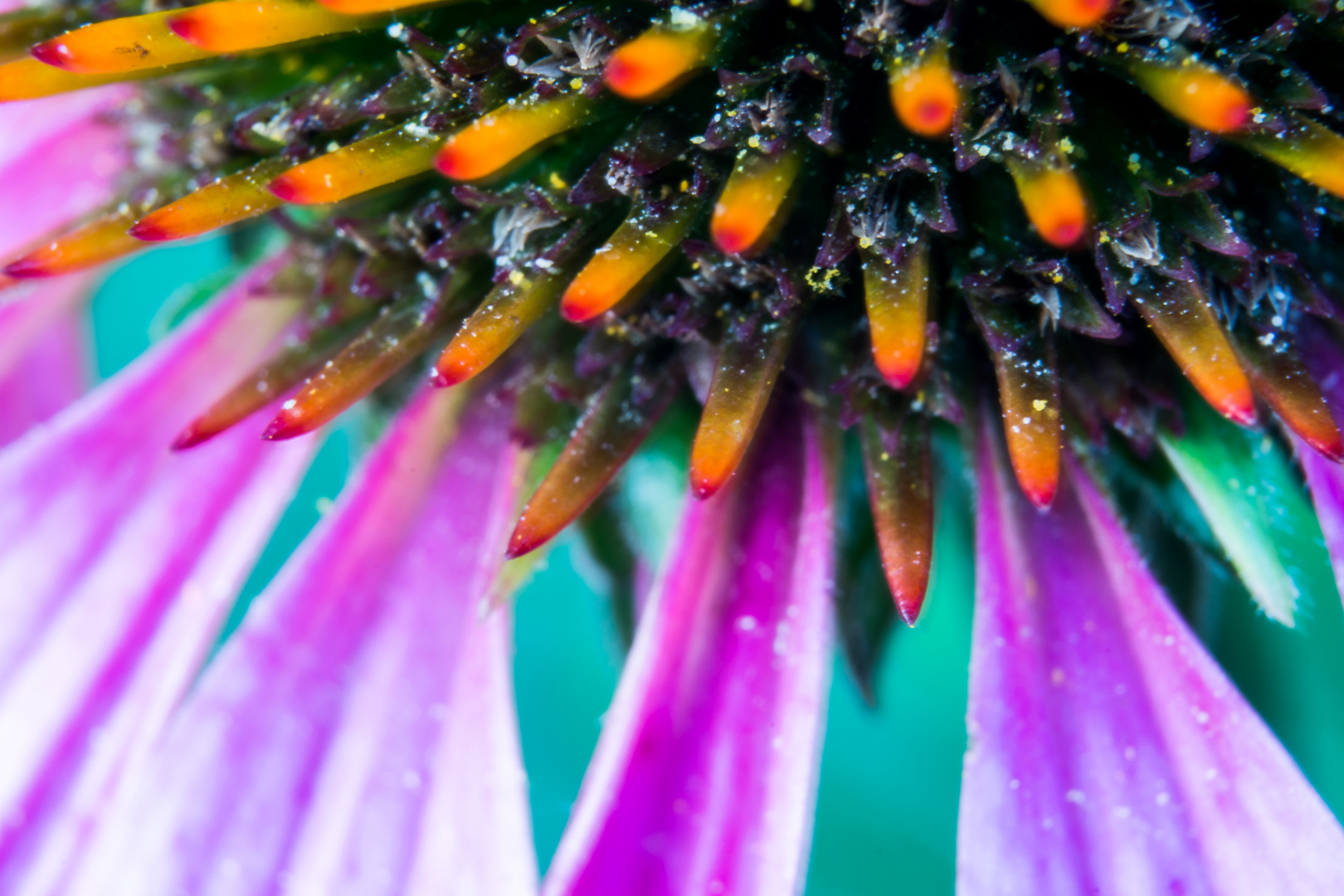 Echinacea