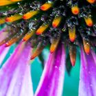 Echinacea