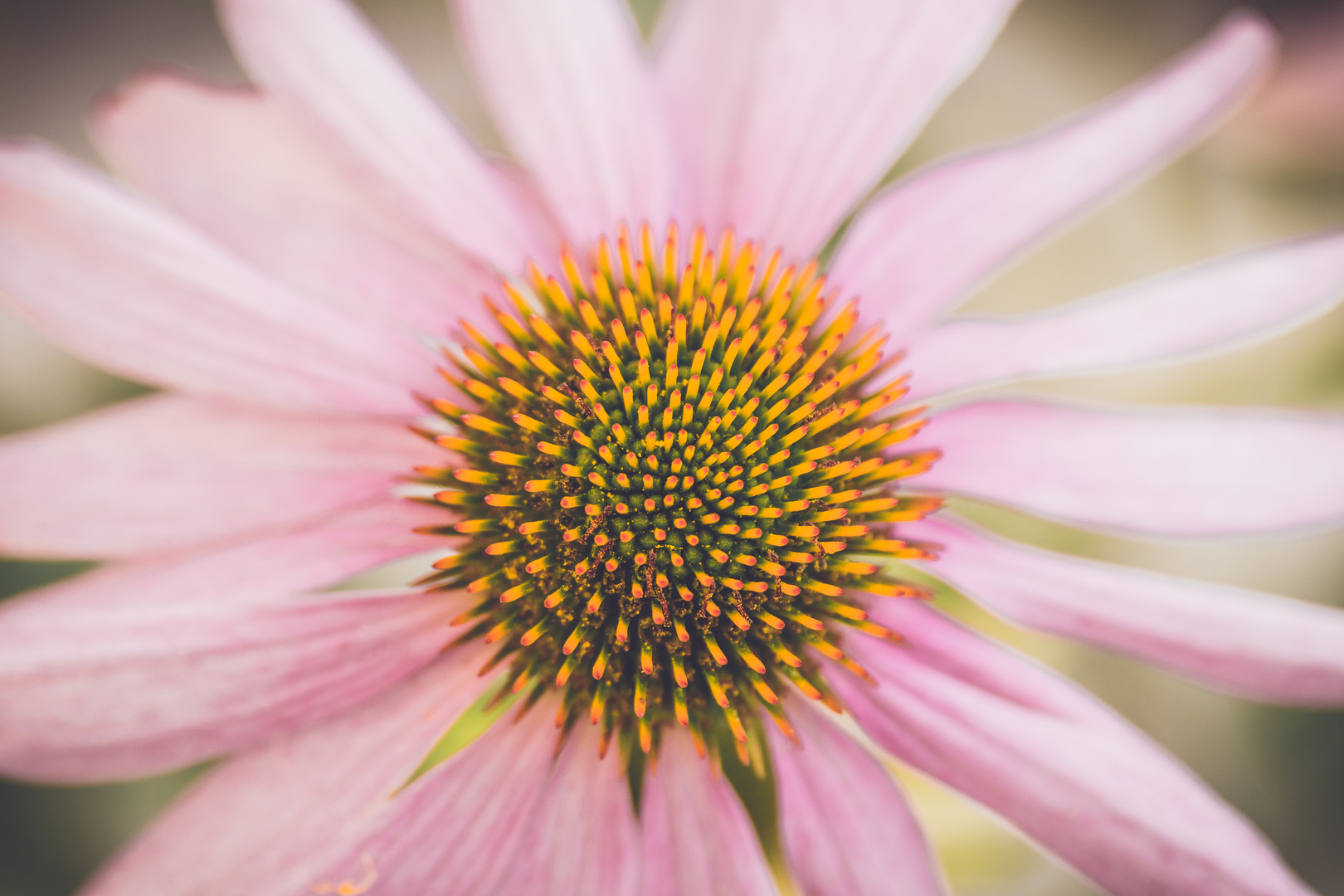 Echinacea...