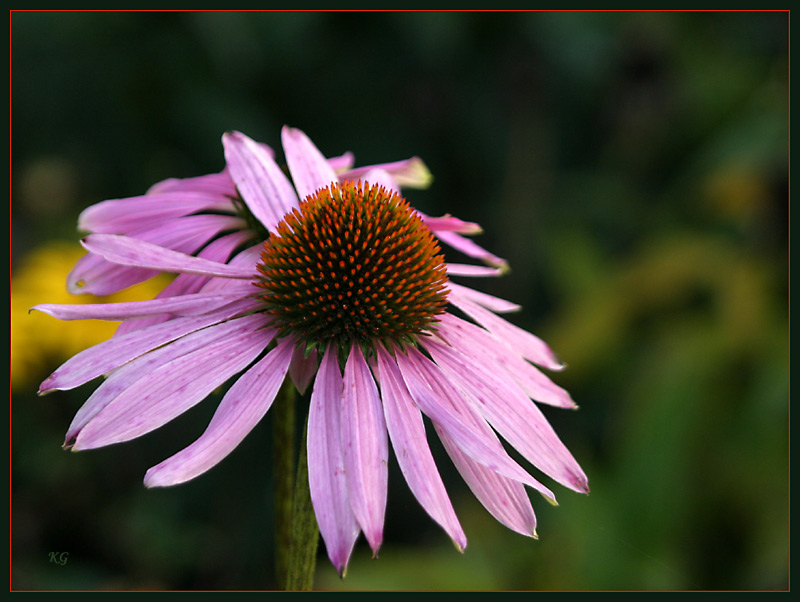 Echinacea