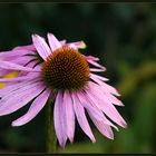 Echinacea