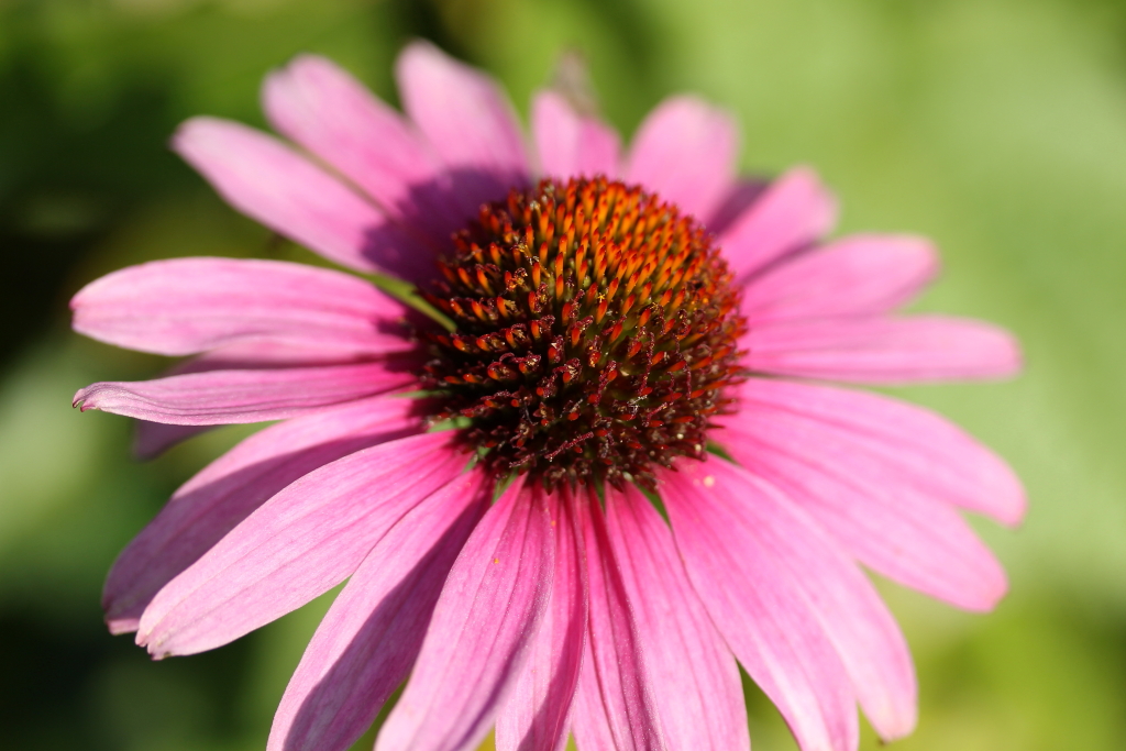 Echinacea