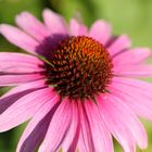 Echinacea