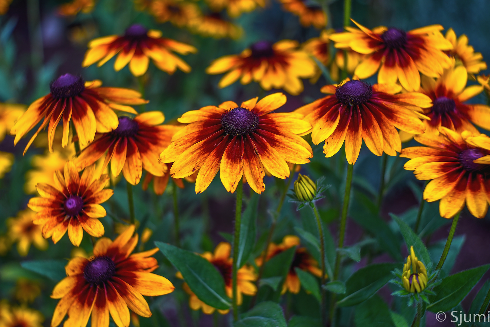 Echinacea