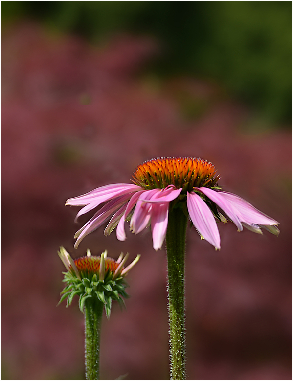 Echinacea