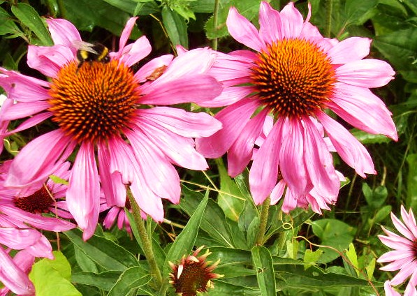 Echinacea