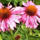 Echinacea