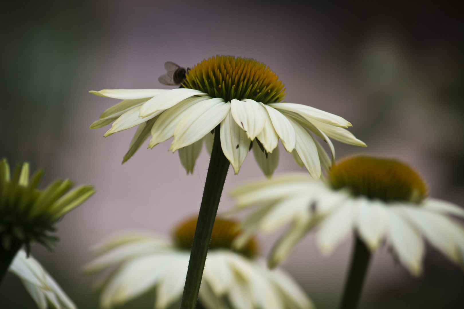 Echinacea