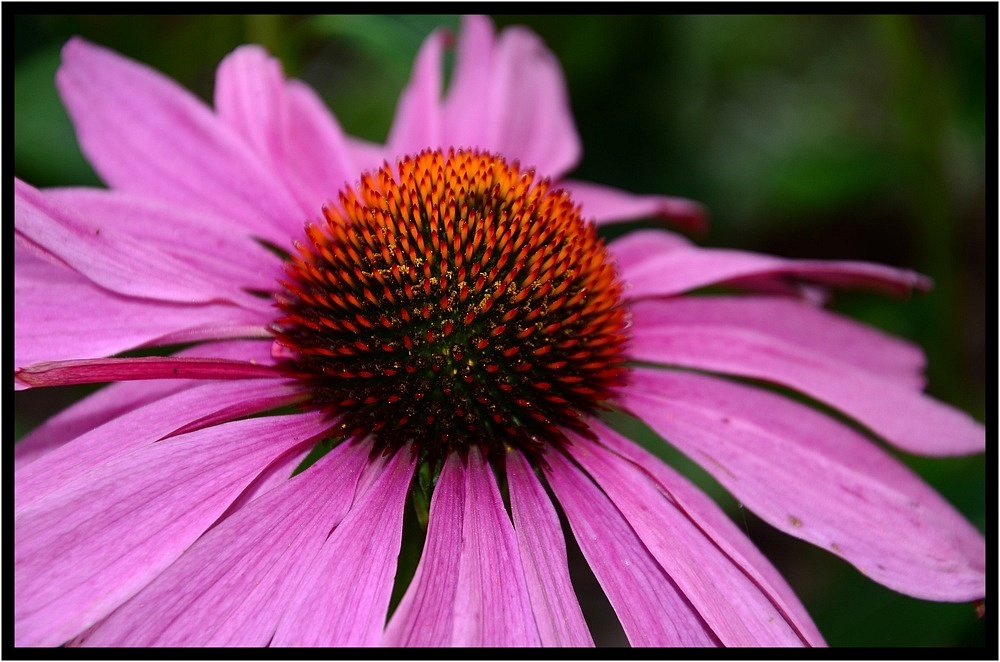 Echinacea