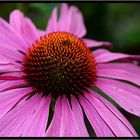 Echinacea