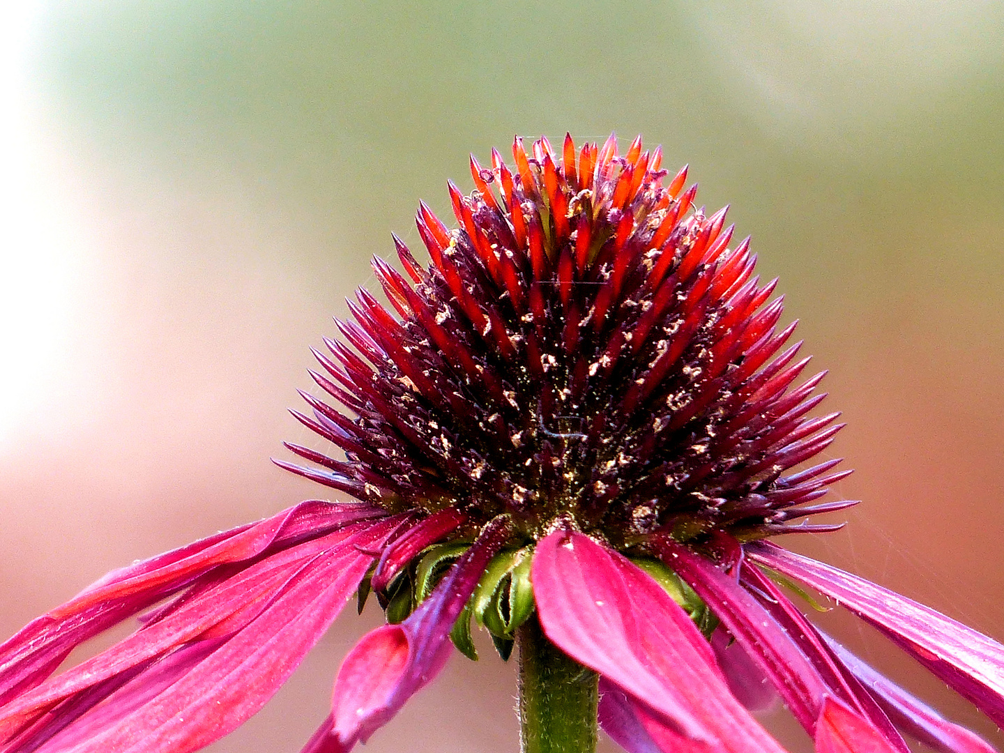 Echinacea flower close-up photo & image | europe, benelux, netherlands ...