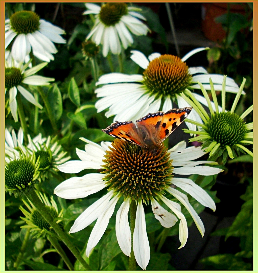 Echinacea flowers with Tortoiseshell butterfly