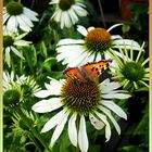 Echinacea flowers with Tortoiseshell butterfly