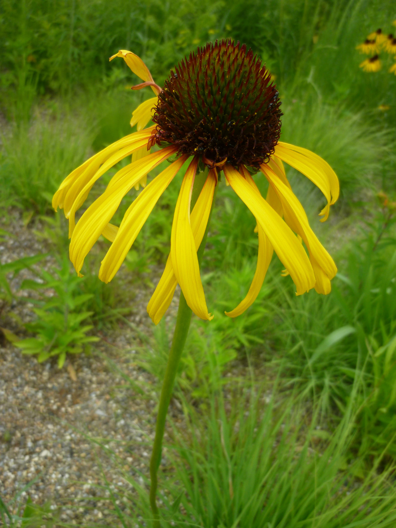 Echinacea gelb