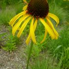 Echinacea gelb